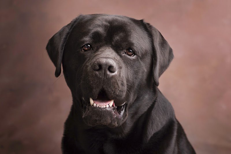 intelligence canine - éducateur et comportementaliste canin - photo 1