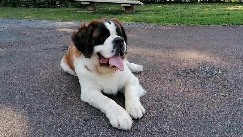 Le Meilleur Ami De L'Homme Educateur Comportementaliste Canin