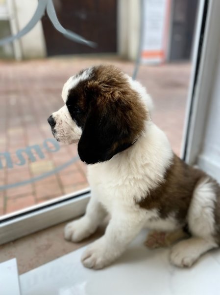 Le Meilleur Ami De L'Homme Educateur Comportementaliste Canin - photo 2