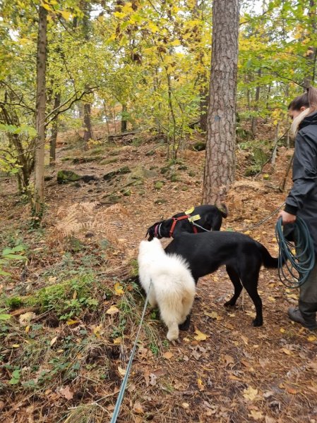 Le Secret du Chien - Éducation Canine - photo 1