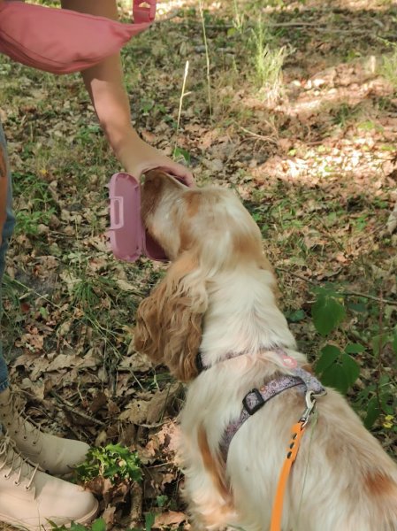 Le Secret du Chien - Éducation Canine - photo 3