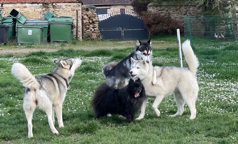 Mystères Canins - photo 1