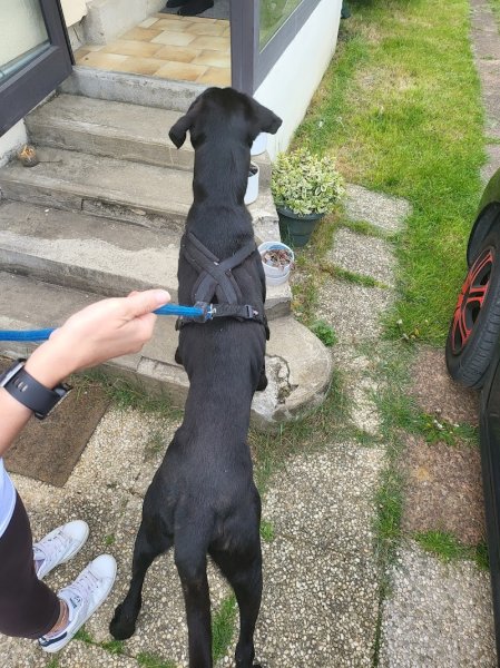 Mystères Canins - photo 2