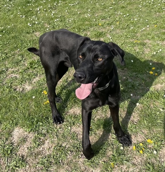 Mystères Canins - photo 3