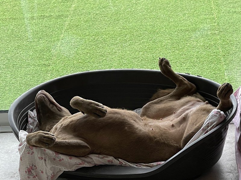 Centre Canin Familial et Educatif de la Charmée - photo 2