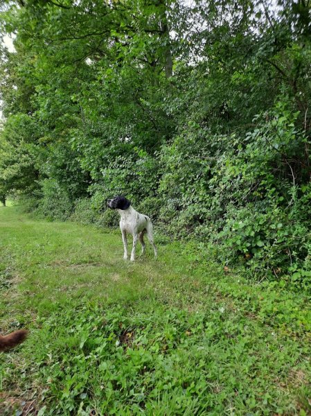 Centre Canin Familial et Educatif de la Charmée - photo 3