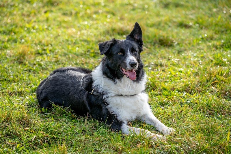 Club Canin de Clichy sous Bois