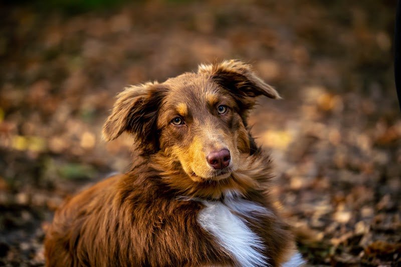 Club Canin de Clichy sous Bois - photo 2