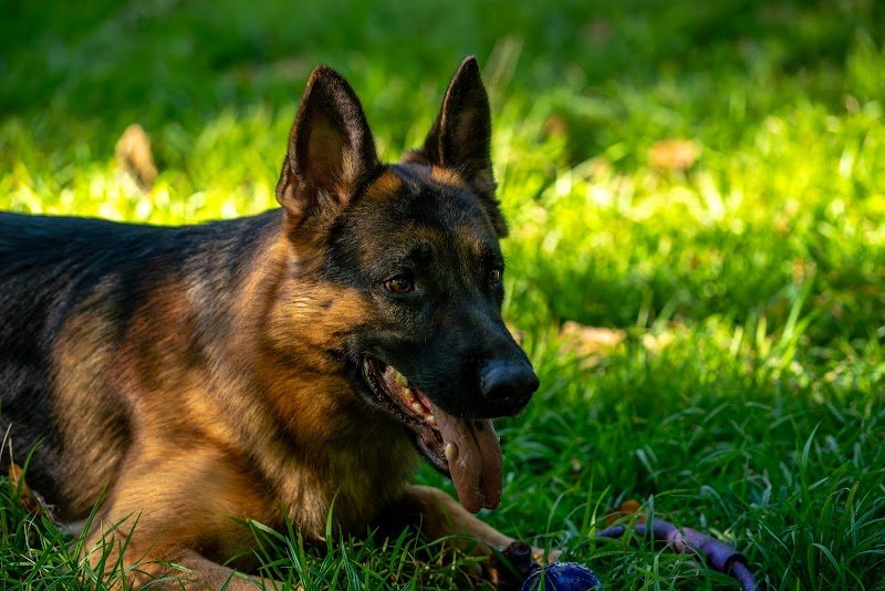 Club Canin de Clichy sous Bois - photo 3