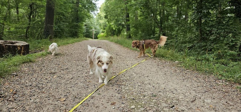 CynoVox - Comportementaliste, éducateur canin