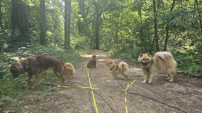 CynoVox - Comportementaliste, éducateur canin - photo 2