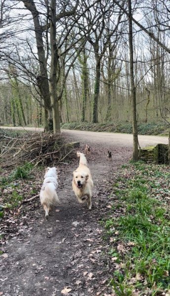 CynoVox - Comportementaliste, éducateur canin - photo 3