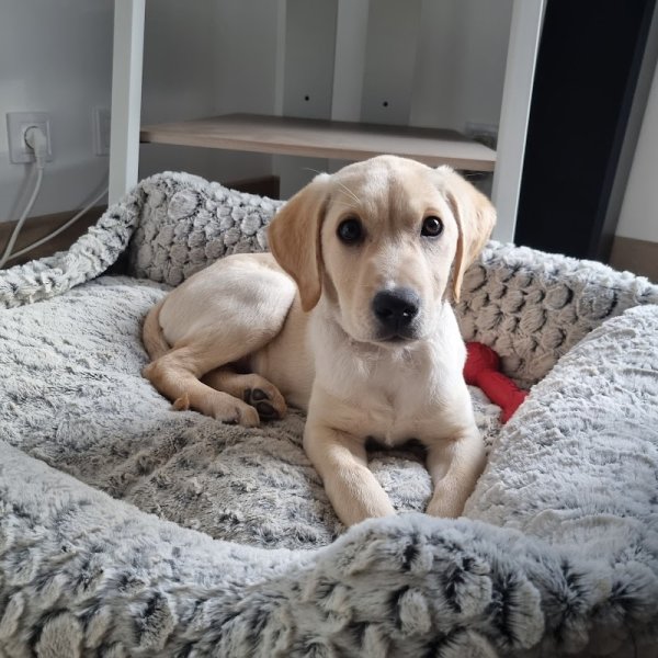 Gali'Pet - Éducateur canin comportementaliste