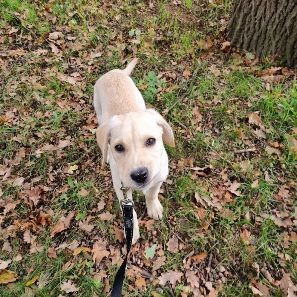 Gali'Pet - Éducateur canin comportementaliste - photo 2