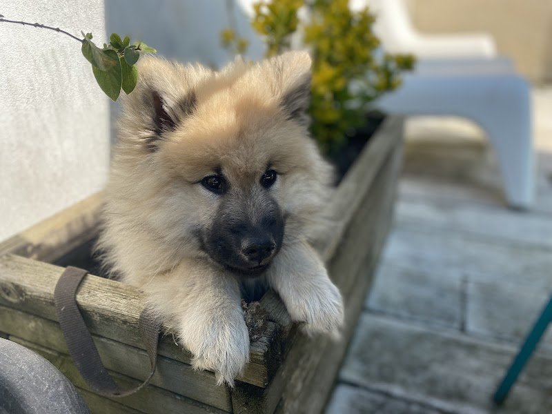 Gali'Pet - Éducateur canin comportementaliste - photo 3