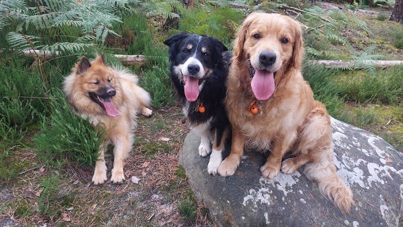 éduc'actions canine - photo 2