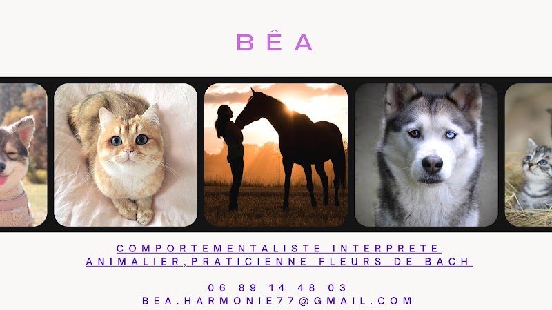 BÊA Comportementaliste équin, canin, félin - photo 3