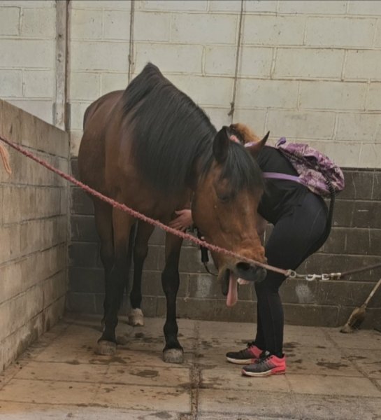 Physio EquiLibre Sylvia Rhodier Masseur équin canin, équithérapeute et comportementaliste animalier