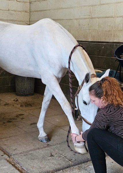 Physio EquiLibre Sylvia Rhodier Masseur équin canin, équithérapeute et comportementaliste animalier - photo 3