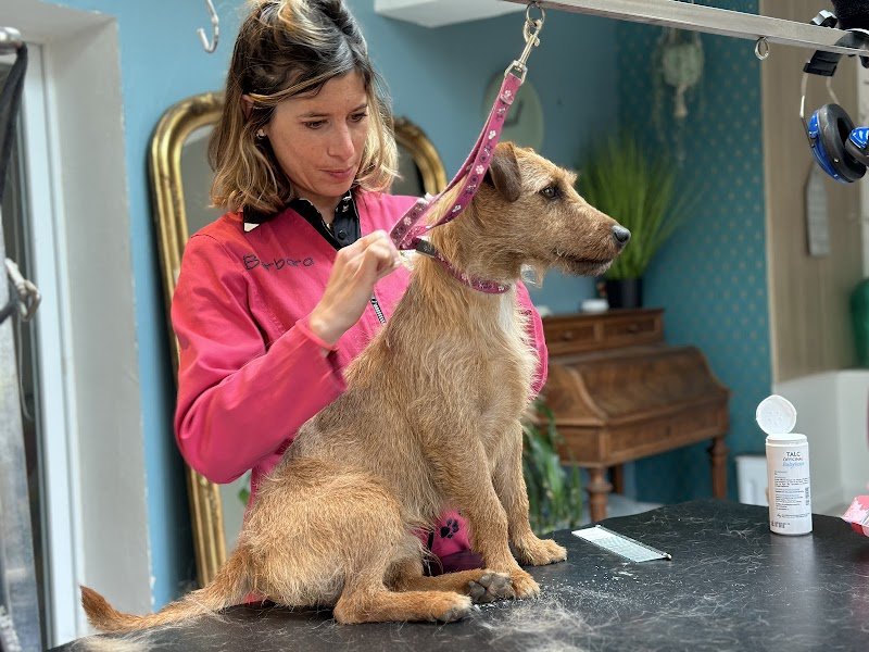 Barba'chien - photo 2