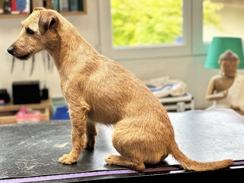 Barba'chien - photo 3