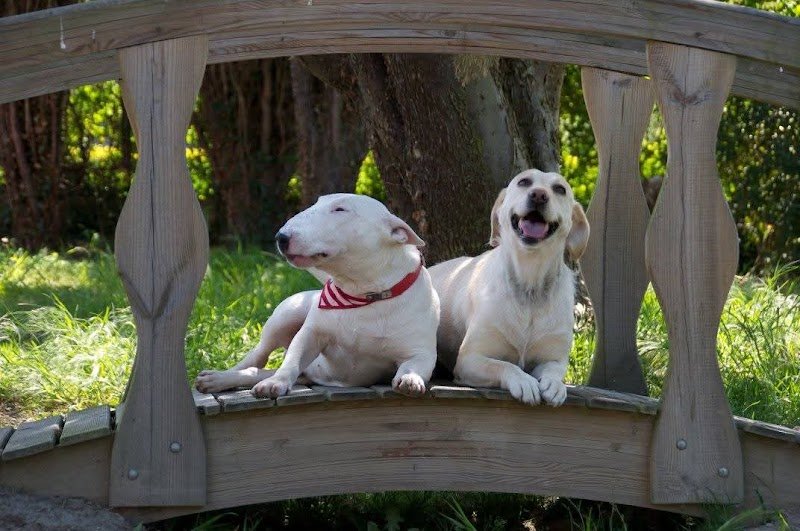 Pension canine de la petite plaine - photo 2