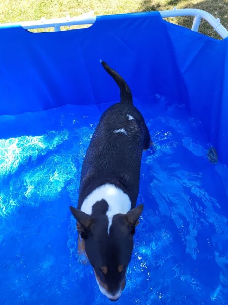 Pension canine de la petite plaine - photo 3