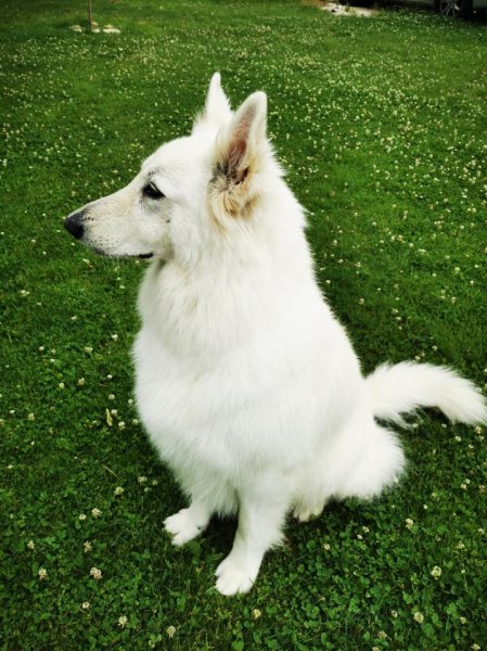 Artisan toiletteur chti's dog - photo 2