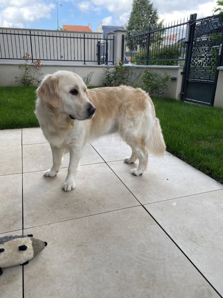 Artisan toiletteur chti's dog - photo 3