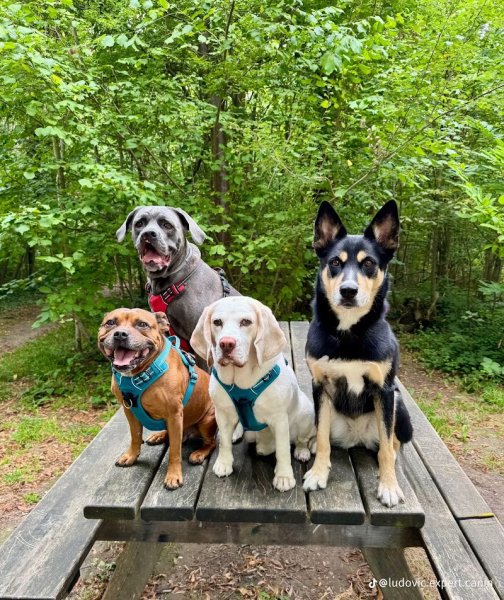 Sans-laisse experts en comportements canins - photo 1