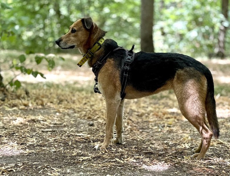 Sans-laisse experts en comportements canins - photo 2