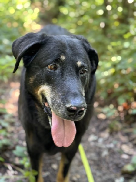 Sans-laisse experts en comportements canins - photo 3