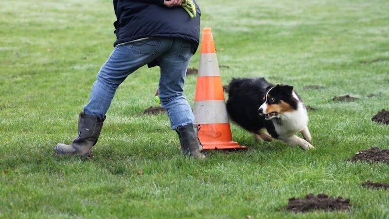 Amicale Canine Villecresnoise - photo 1