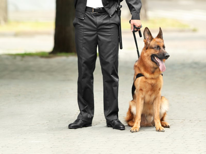 Entreprise de sécurité cynophile - Sécurité Canine - photo 1