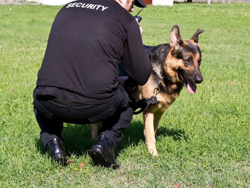 Entreprise de sécurité cynophile - Sécurité Canine - photo 2