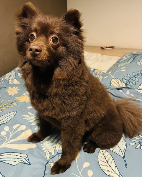 Brillance Canine - photo 2