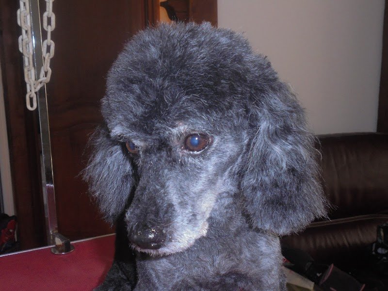 Coup'Poils - Toilettage canin et félin à domicile