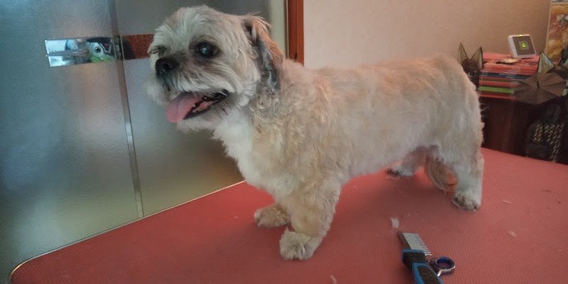 Coup'Poils - Toilettage canin et félin à domicile - photo 2