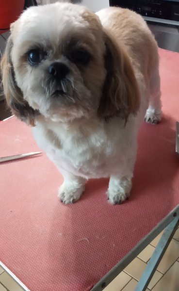 Coup'Poils - Toilettage canin et félin à domicile - photo 3