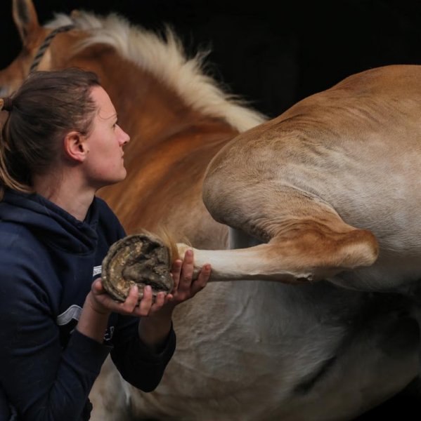 Stéphanie Lasvignes Ostéopathe animalier, equin, canin, félin, NAC.