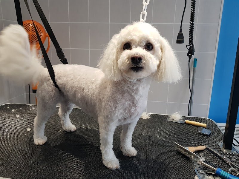 JULIE DOG' S - photo 3