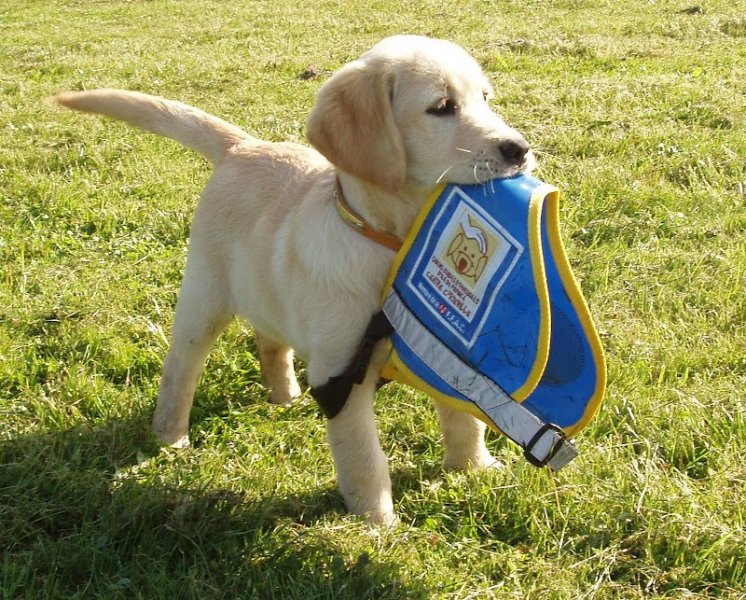 Chiens Guides d' Aveugles d'Île-de-France - photo 1