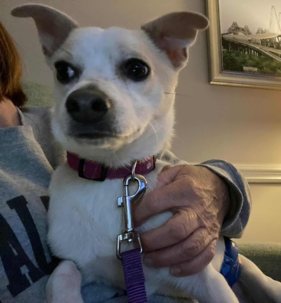 USA DOGS BLESS YOU - photo 1