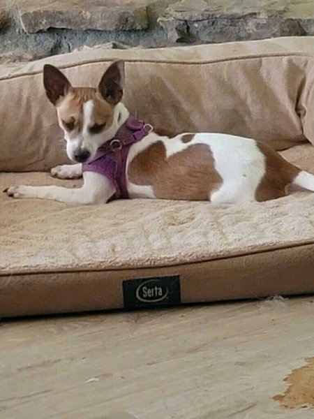 USA DOGS BLESS YOU - photo 2