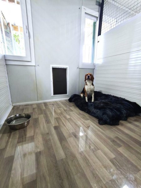 DOGVEL PENSION - photo 2