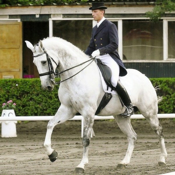 LIVERDY DRESSAGE - photo 3