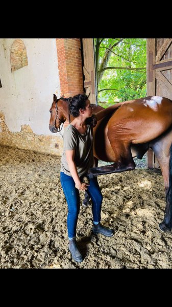 Ostéopathe Animalier- Coline Marchand (équin, canin, félin et NAC)