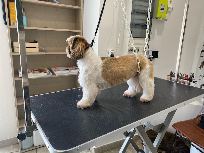 Lovely Dogs - photo 1