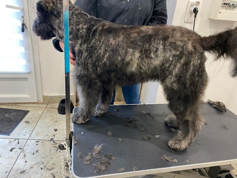 Lovely Dogs - photo 2