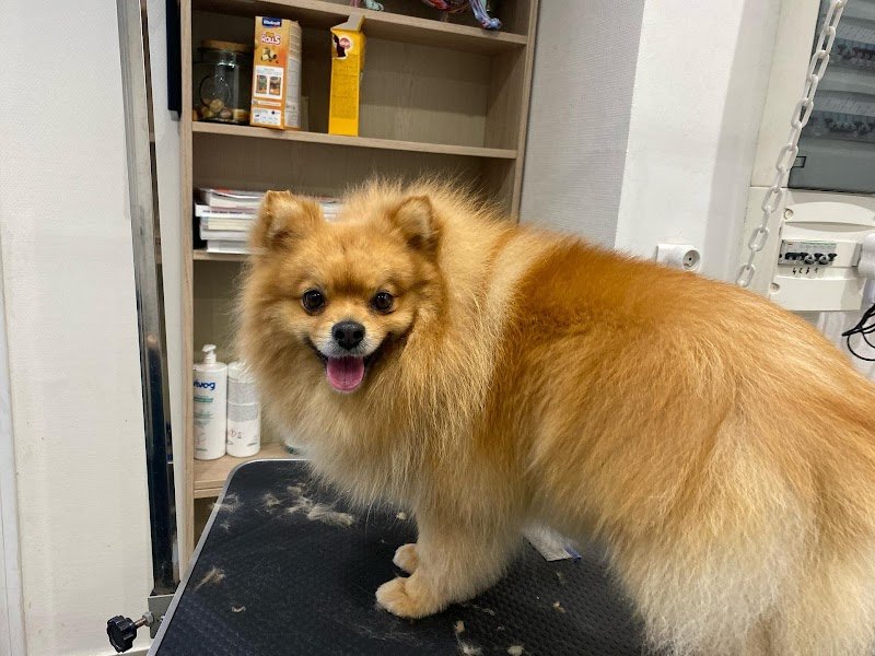 Lovely Dogs - photo 3